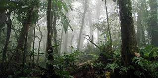 Braulio Carrillo National Park in Costa Rica