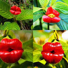 Red Hot Lips Flower Seeds, Psychotria Elata Seeds, 100pcs/pack –  GreenSeedGarden