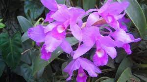 Guaria Morada: National Flower of Costa Rica ⋆ The Costa Rica News
