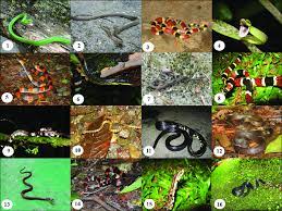 Snakes found in Quebrada González sector, Braulio Carrillo National... |  Download Scientific Diagram